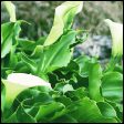 White Arum Lily - Zantedeschia aethiopica