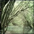 Willows - Salix spp