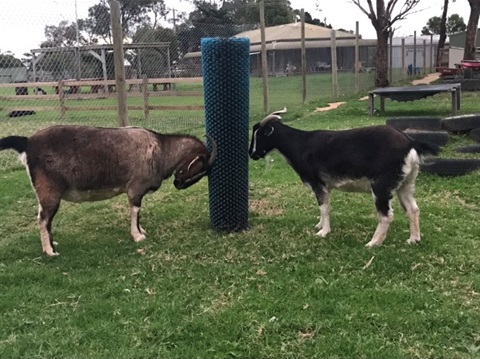 goats use discarded rollers from street sweepers as scratching posts
