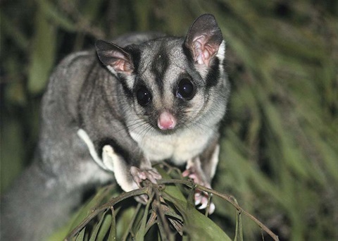 Sugar Glider. Photo: Ian Moodie