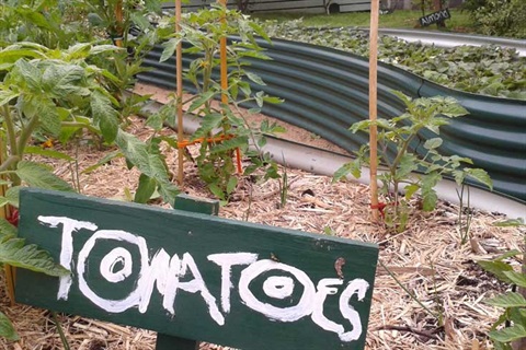garden-tomatoes.jpeg