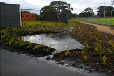 Wellington Reserve rain garden