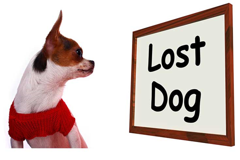 lost-dog.png
