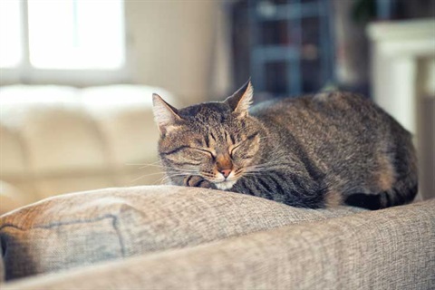 cat-sleeps-on-couch.jpg